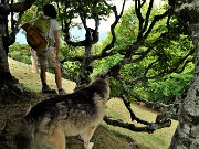 Monte Suchello (1541 m) da Aviatico (1080 m) il 22 agosto 2021 - FOTOGALLERY